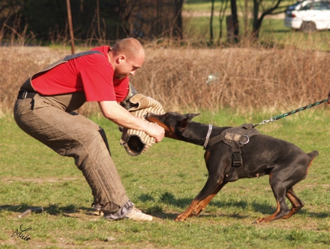 Paradiz Ronado One Perla - training 26. 3. 2007